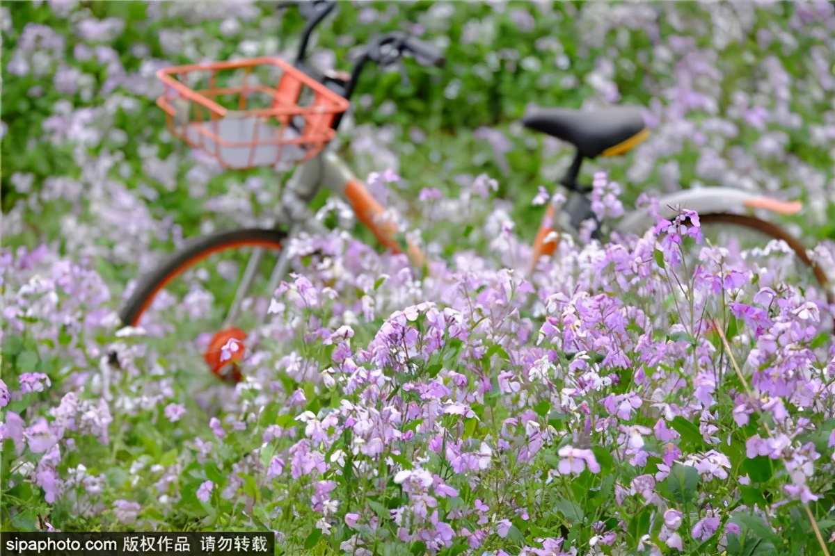 紫色花海好看的地方,北京冷门小众公园藏着粉黛花海