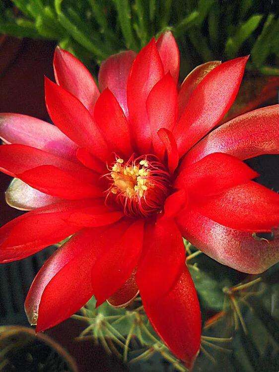 148个仙人球品种大全,100个仙人球品种