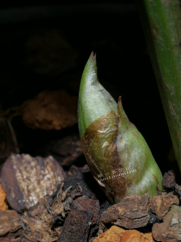 出售兰花50元一枝,兰花定价最佳方法