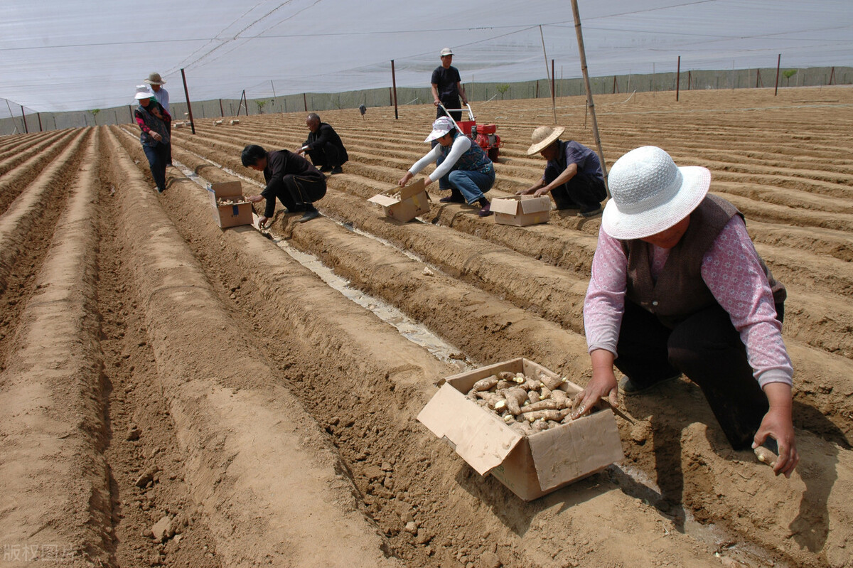 生姜从选种到播种如何进行,这才是种植生姜最正确的做法