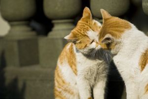 猫咪半夜老是叫怎么回事,猫咪很吵叫不停怎么办