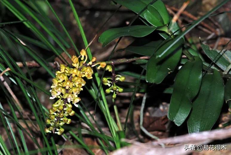兰花国家级濒危珍稀物种布袋兰,国家保护植物兰花品种介绍