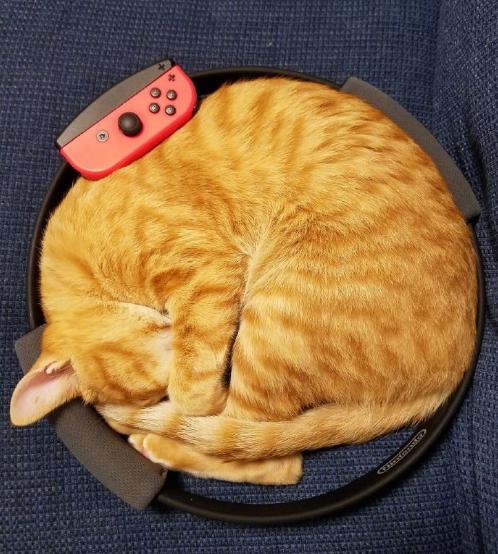 奇怪的知识增加了！猫咪简直就是液体做的