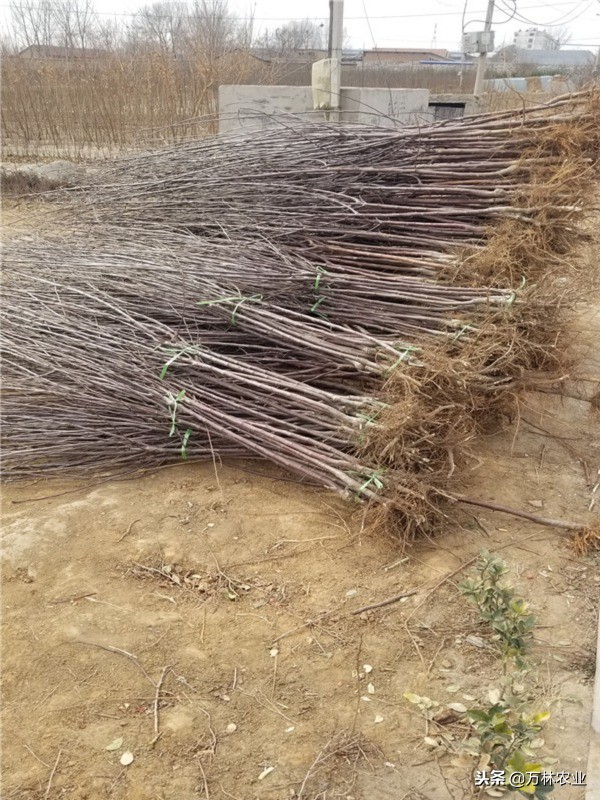 黑卡苹果品种,嘎啦果苹果什么价格