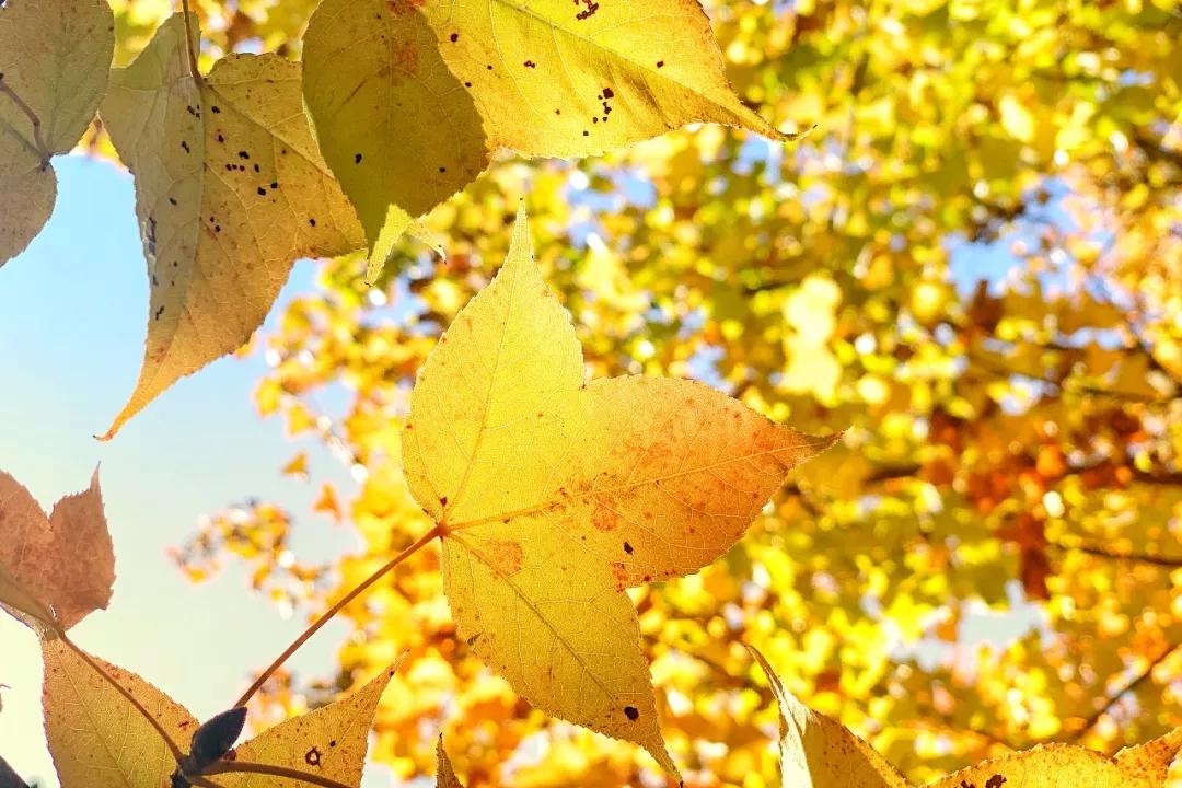 秋色正艳|掌握这6个小技巧，教你拍出绝美秋景