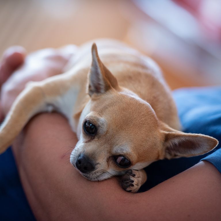 最忠诚的犬种排名拉布拉多,最忠诚的4种狗中华犬种2种上榜