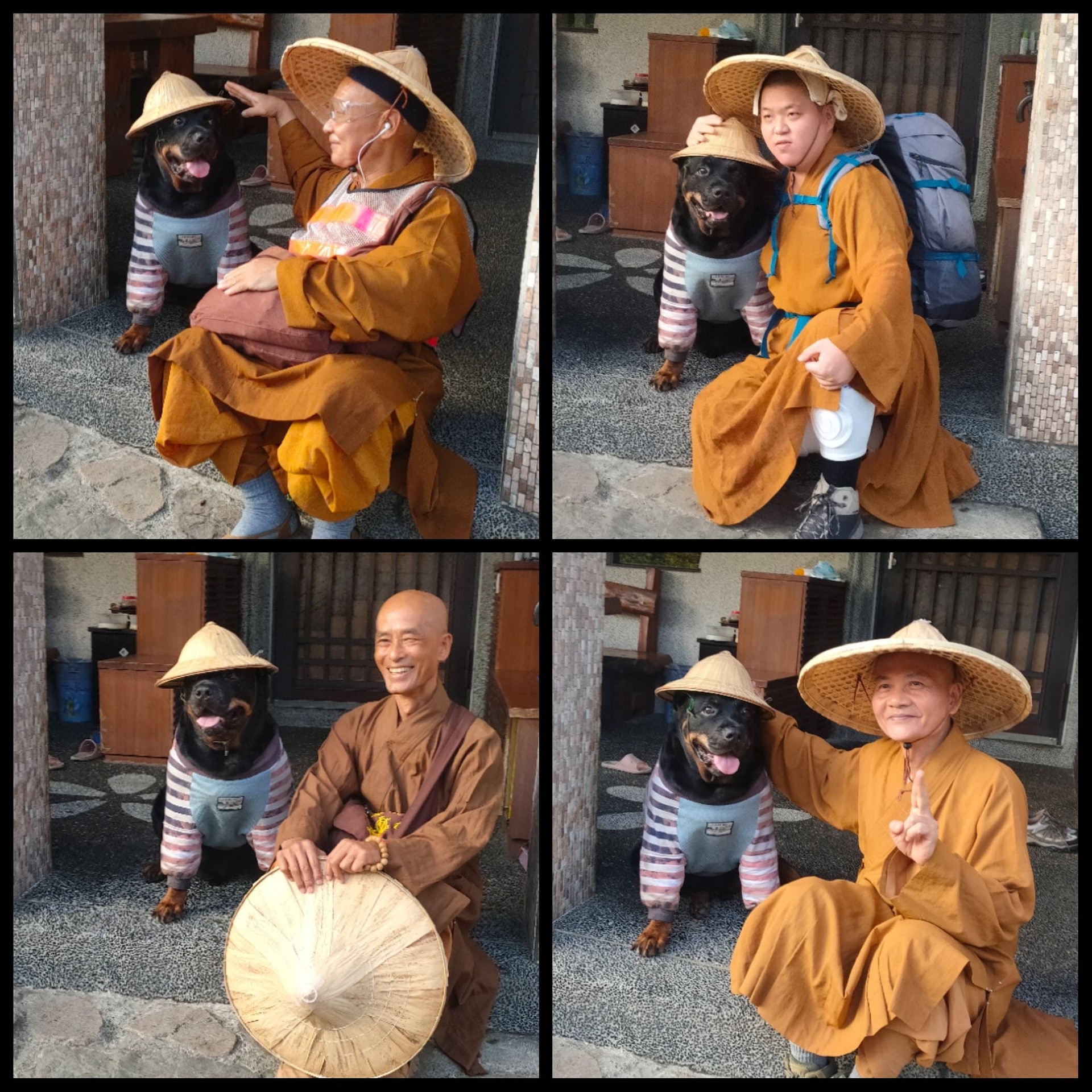 罗威纳成为奶奶的拐杖,120斤罗威纳犬视频