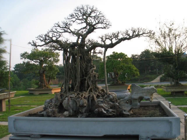 越南男子花两万买8吨巨木,越南价值280亿盆景