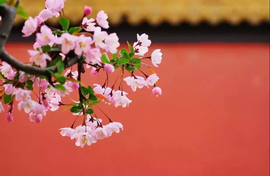 山花野鸟|园林花语