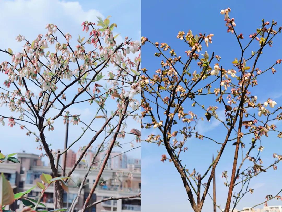 为什么我种的蓝莓不脆,蓝莓果树结的果子不长大怎么回事