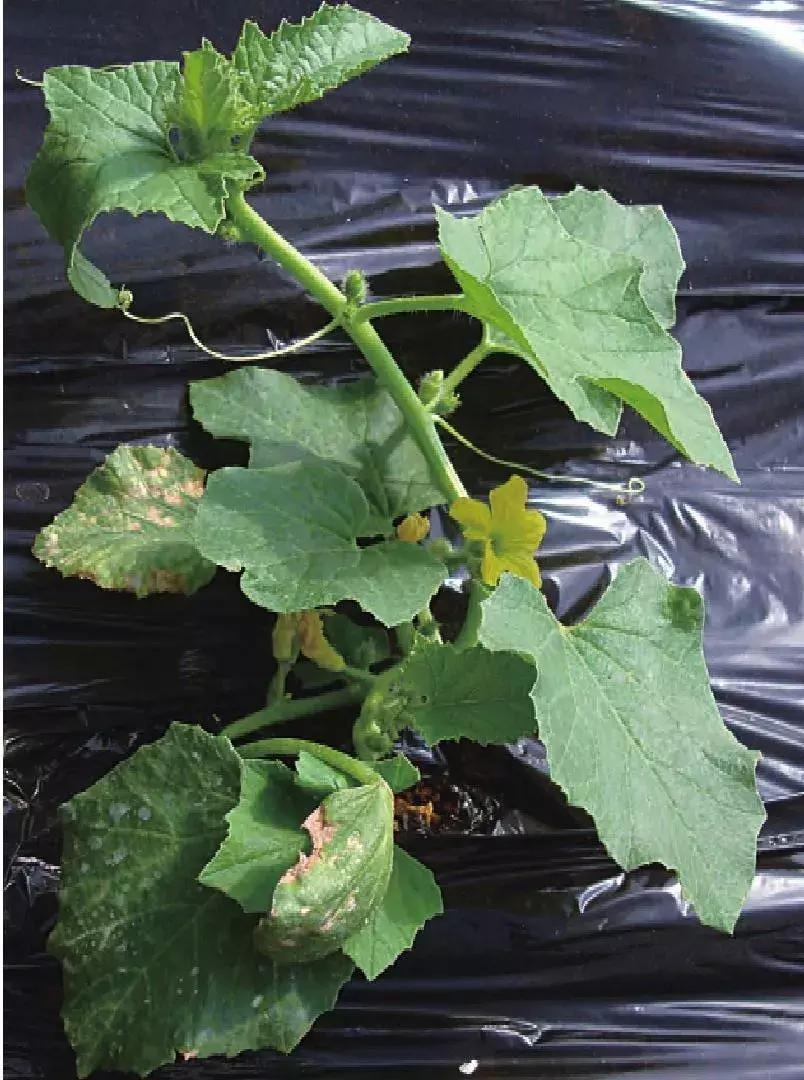 小黄瓜秧枯萎怎么补救,黄瓜出现小老苗怎么回事