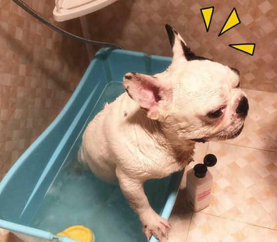 法国斗牛犬怎么养视频,英国斗牛犬和法国斗牛犬哪个好养