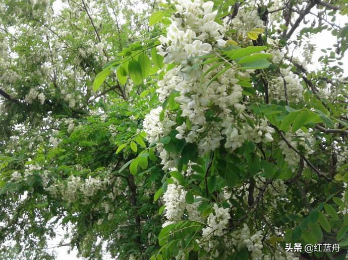 乡情散记：金城十里槐花香