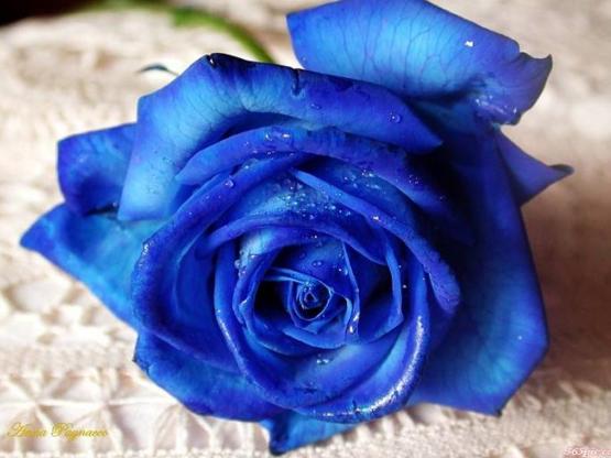 颜色不同价格不一样,粉色玫瑰和红色玫瑰的价格区别