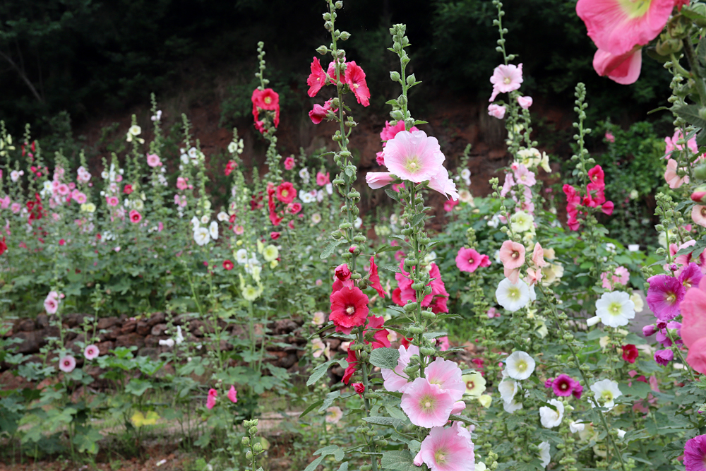 金堂鲜花山谷游记,金堂鲜花山谷蜀葵花盛放