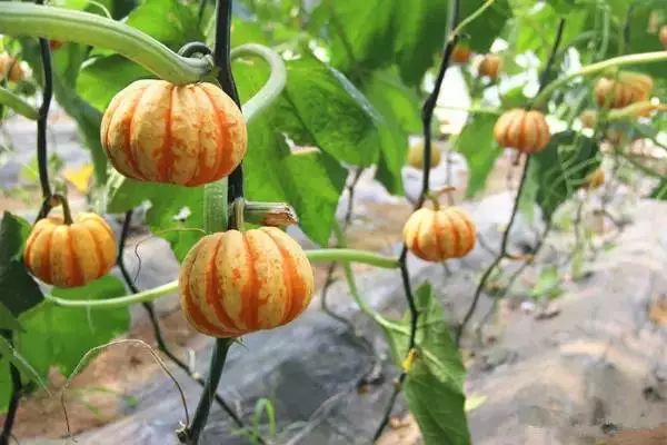 有机农业未来发展思路,有机农业的发展目标和成效