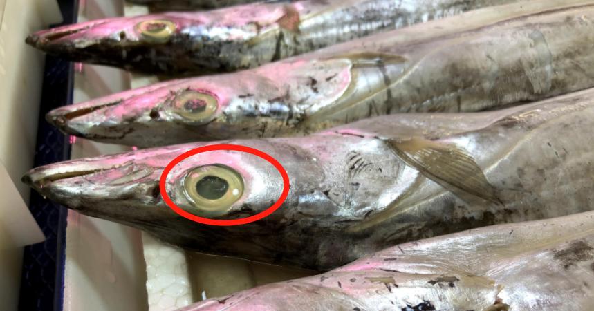 买带鱼时要分清黄眼睛和黑眼睛,买带鱼黑眼睛和黄眼睛哪个好
