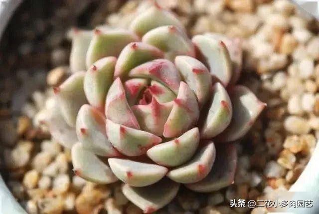 365种·常见花卉图谱，观果和多肉植物收藏篇