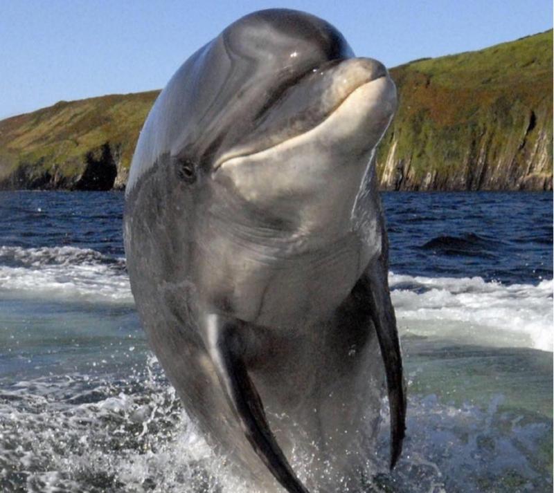 陪伴人类37年后，爱尔兰的明星海豚消失于海上
