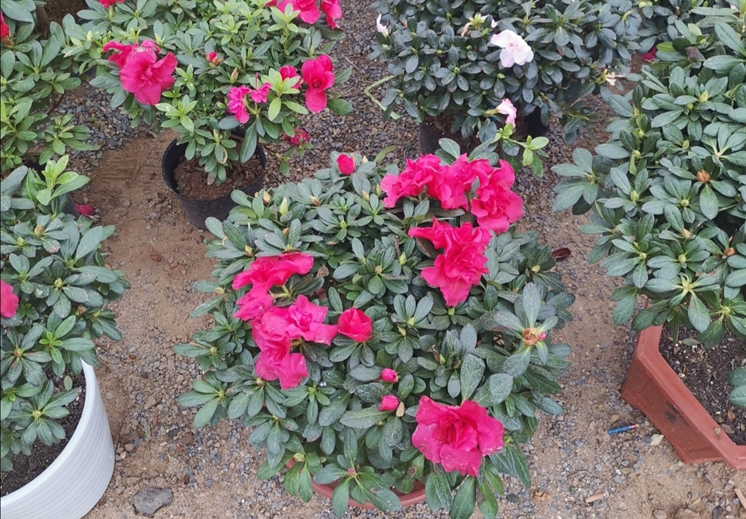 杜鹃山茶叶子发黄该怎么办,杜鹃茶花为什么黄了