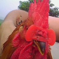 鸡啄癖的原因,鸡啄肛的原因及防治方法