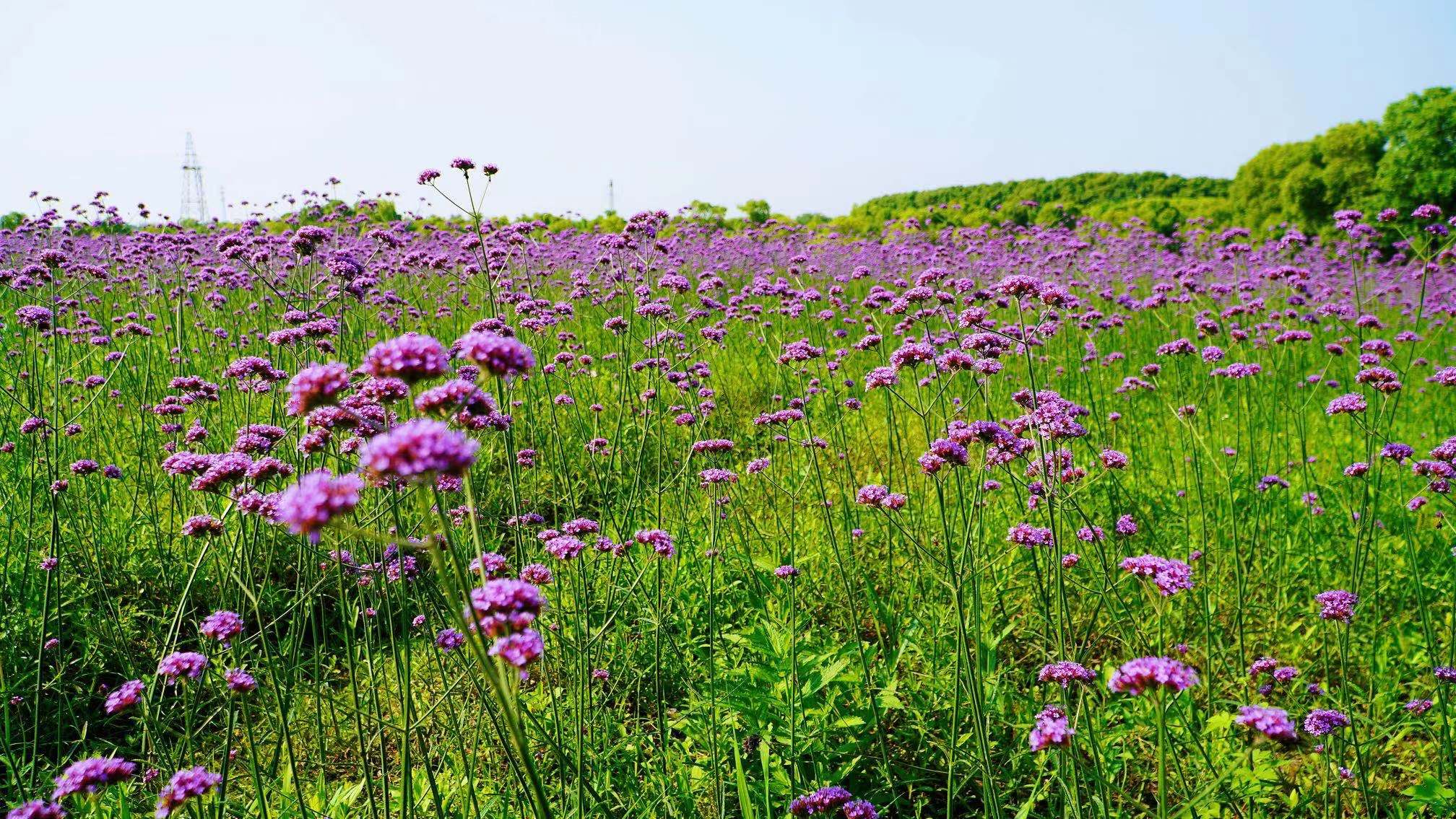 江苏被严重低估的景点,江苏游玩有哪些景点值得去打卡