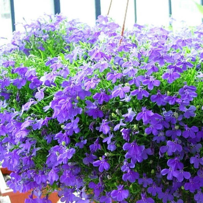 景观草花图,地被类的花草图片