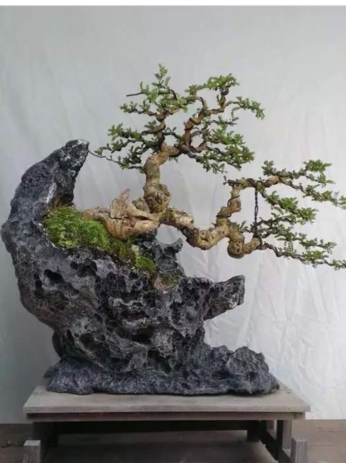 适合做附石盆景的植物,附石盆景如何固定石头