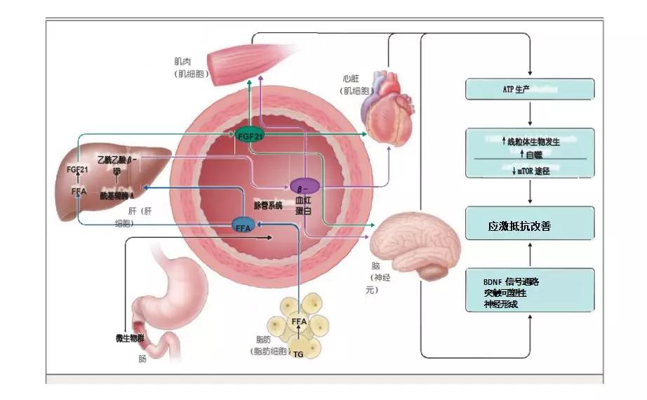 NEJM“吹爆”间歇性禁食,偶尔饿一饿让你“延年益寿,改善代谢”