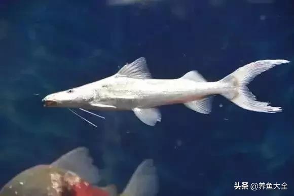 养鱼大神都养什么鱼,鱼缸养鱼都有哪些鱼