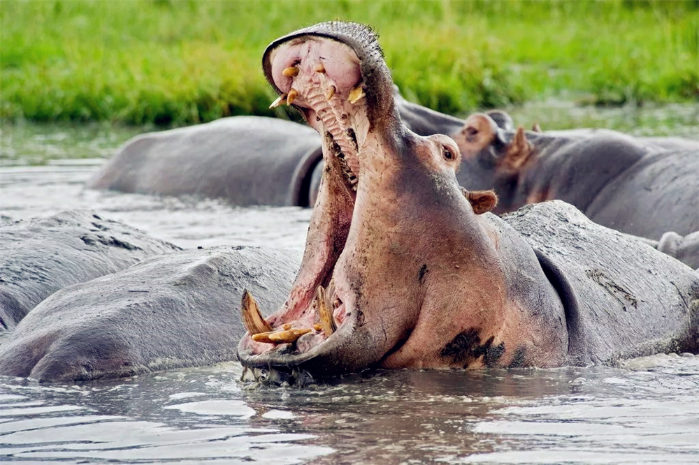 非洲狮偷袭小河马，被赶来的母河马救下，最后却落入公河马的嘴中