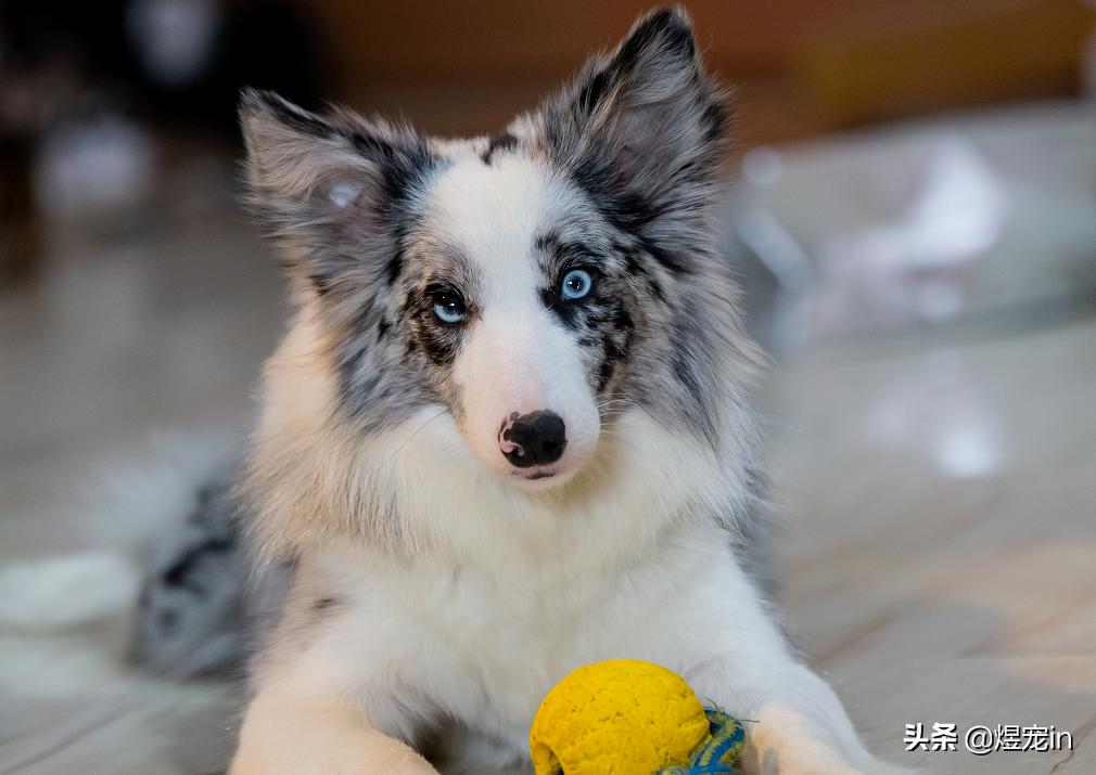 边牧狗狗流眼泪,边牧狗狗有点流鼻涕可以打疫苗吗