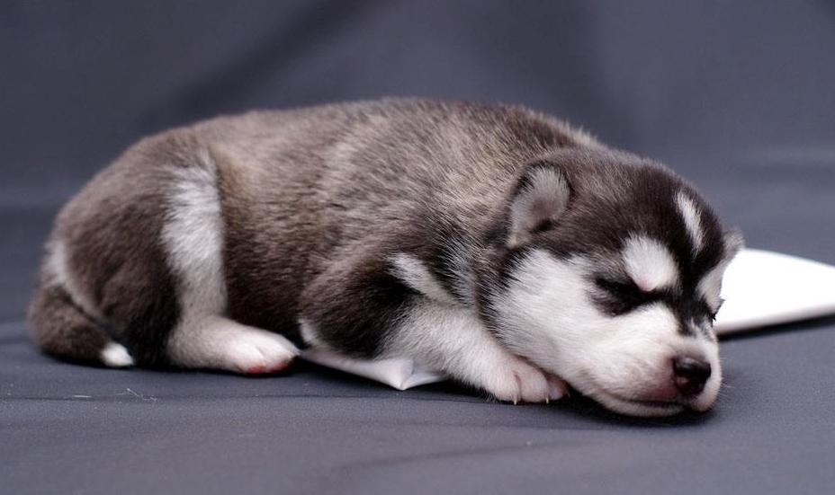 哈士奇一种养不养都会后悔的狗狗,养哈士奇可以像养土狗一样吗