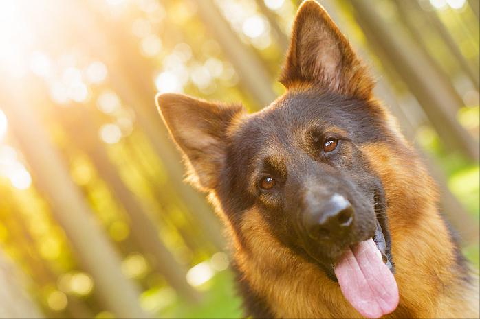 你可以永远相信狗的眼泪,你可以永远相信狗的忠诚