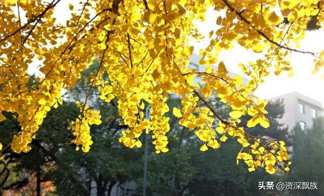 沈阳进入银杏最佳观赏期,沈阳银杏叶最佳观赏时间和地点