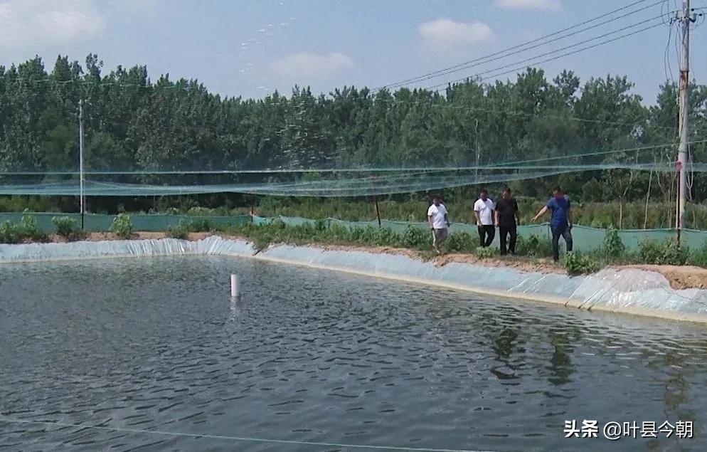 农村创业养殖泥鳅能赚钱,一亩地大棚养殖泥鳅利润