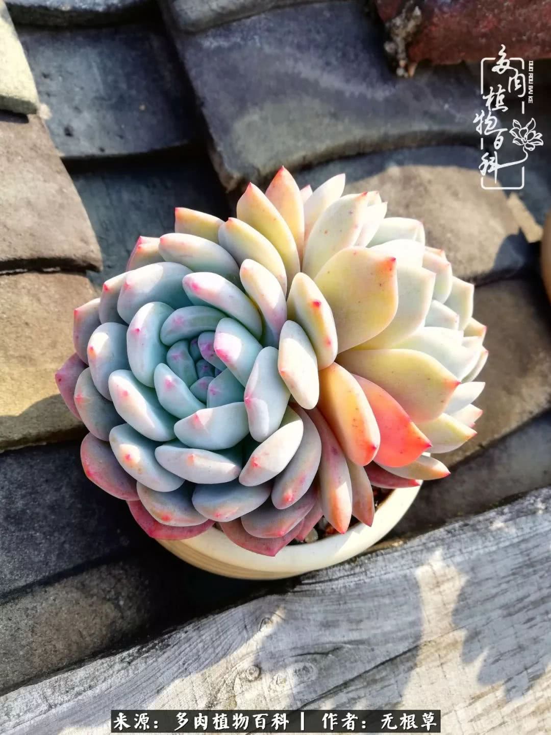 多肉寒冬中茁壮成长,多肉岁月的沉淀