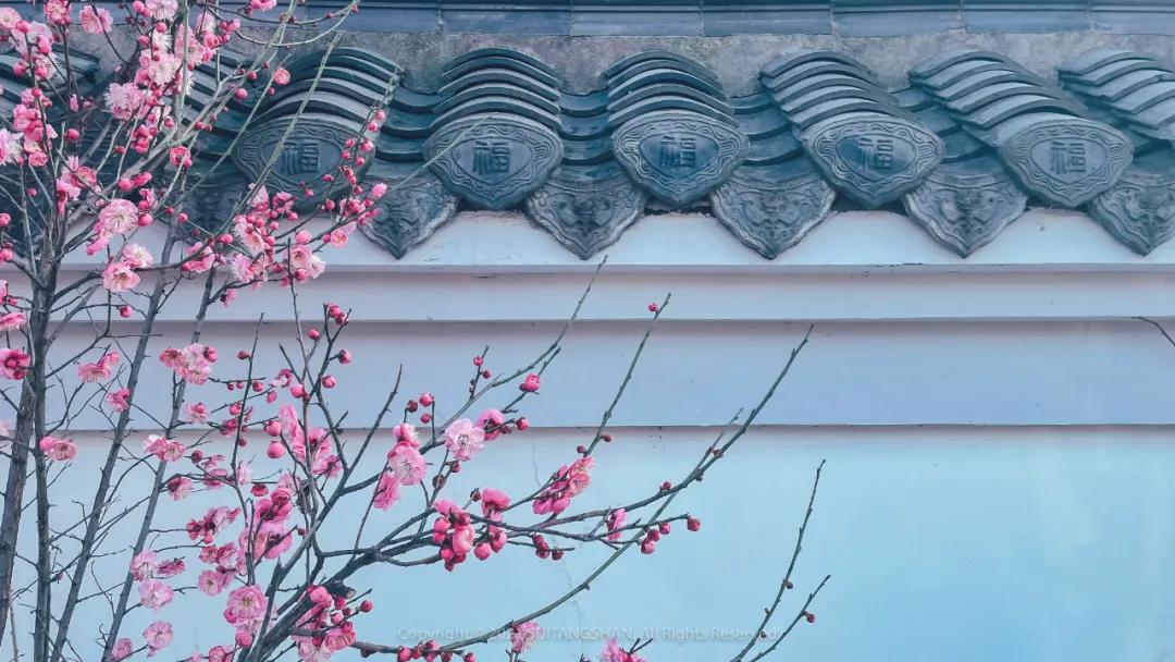 南京赏梅花的绝佳位置,南京赏梅花的最佳地方