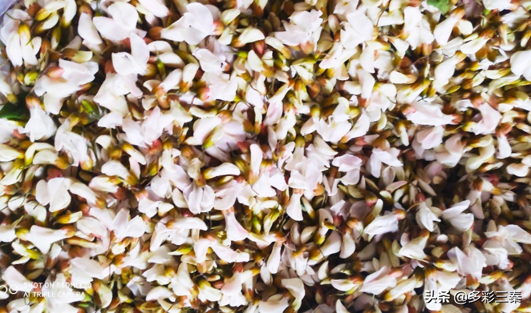 河南槐花飘香惹人醉,槐花飘香惹人醉视频