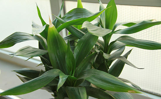 富贵竹叶尖发黄是全剪还是剪一半,富贵竹叶片黄了营养过剩怎么办