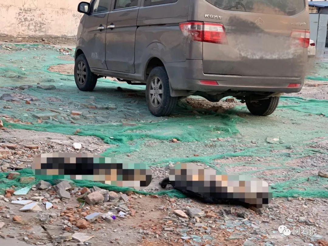 揭秘非法贩猫产业链,揭秘行业秘密