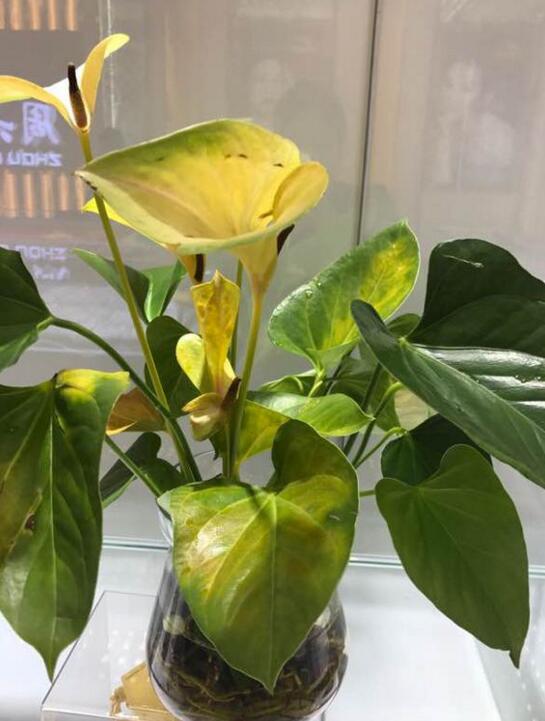 红掌水培叶子发黄烂怎么补救,水培红掌叶边枯黄