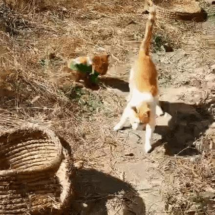 品种猫与土猫的区别,怎么分辨品种猫和土猫