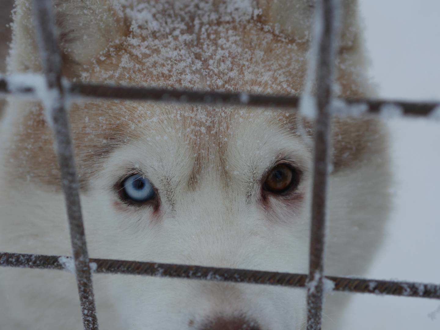 寒冬将至，2019冬季的魔力Taikatalvi-芬兰冬季文化营回顾