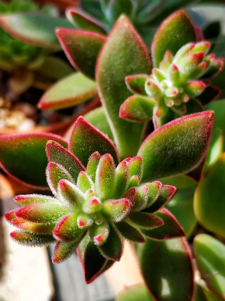 记录多肉长大的全过程,记录所有多肉成长过程