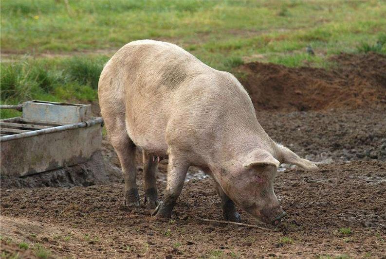 有的母猪发情不排粘液是什么原因？如何解决