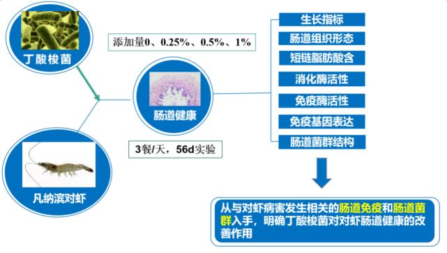 肠道菌的功效与作用,丁酸梭菌对水产动物肠道的作用