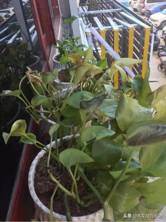 绿萝铜钱草家庭养殖,绿萝发财树黄叶子怎么办呢
