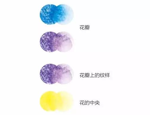 彩铅画云堇教程,三色堇彩铅画图片