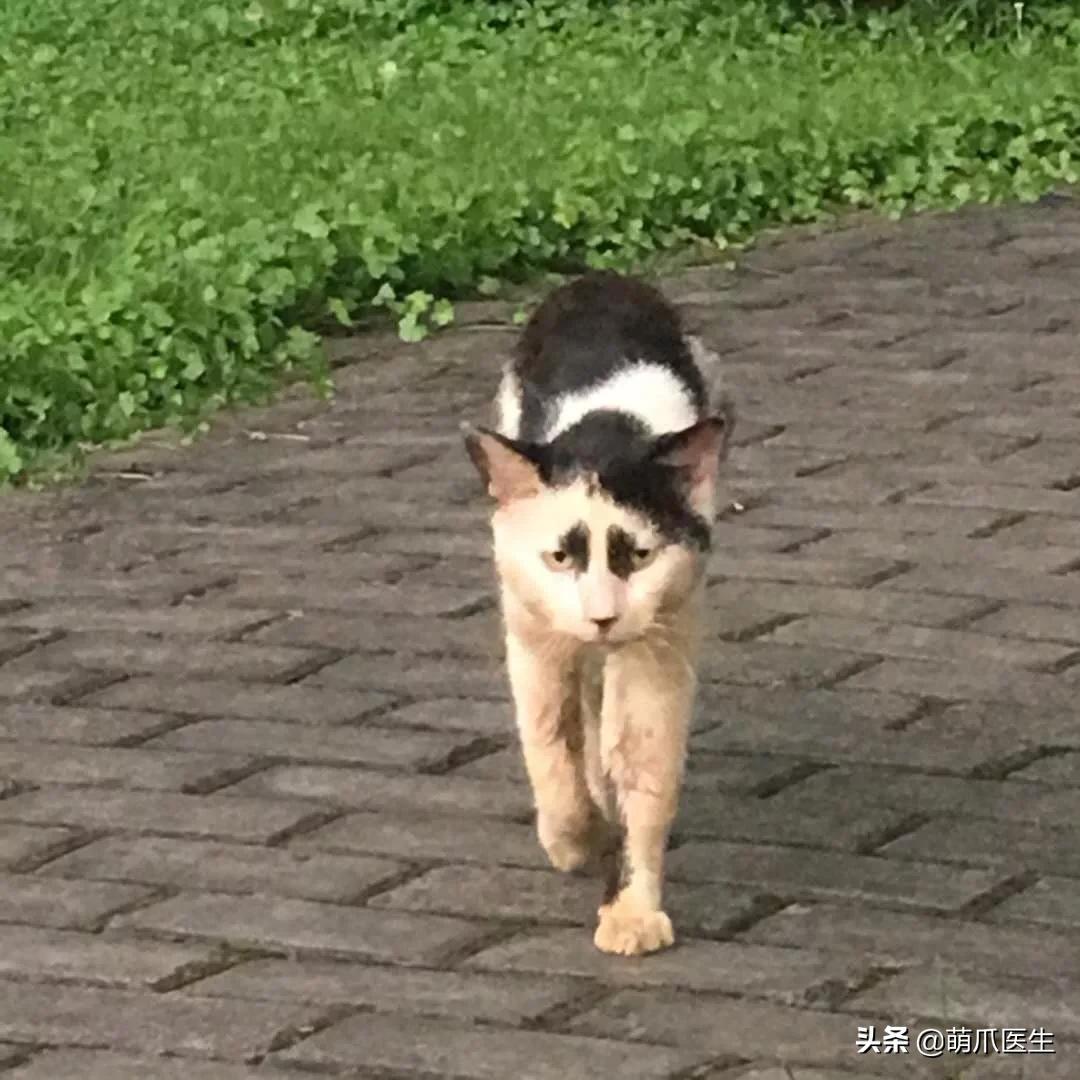 长得很潦草的一只猫,一只猫能有多潦草